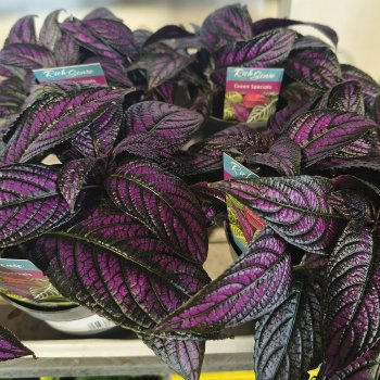 Strobilanthes dyerianus (Perzský štít)  ‘METALLICA’ - výška 5-10 cm,⌀ 15-20 cm, kont.P13